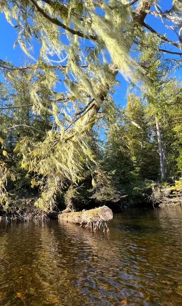Koeye River