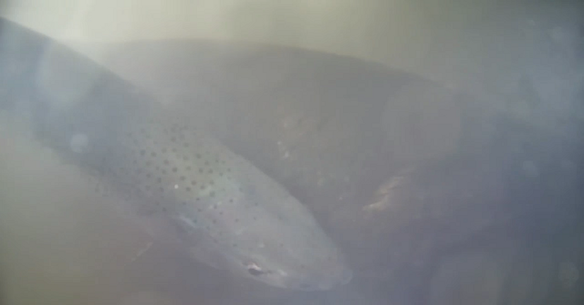 平台投入运行首日记录到的巨型 Chinook salmon