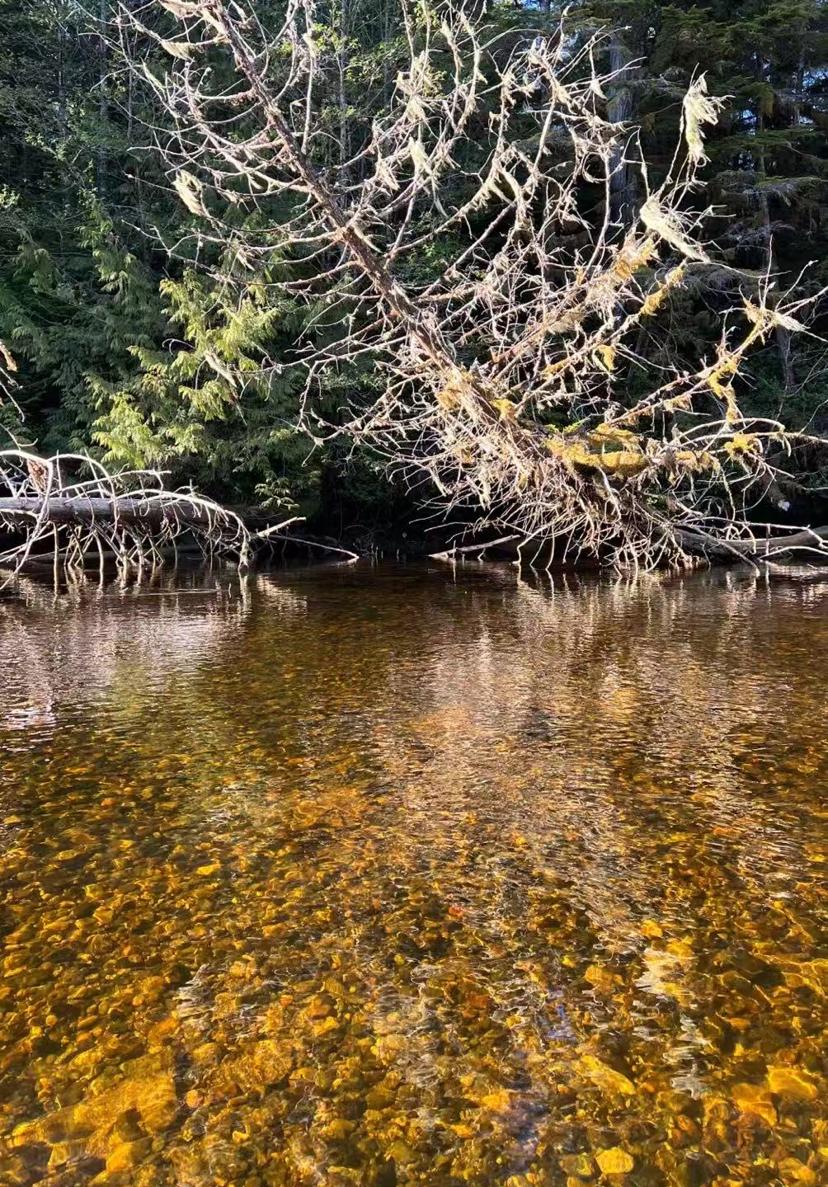 layout:row Koeye River