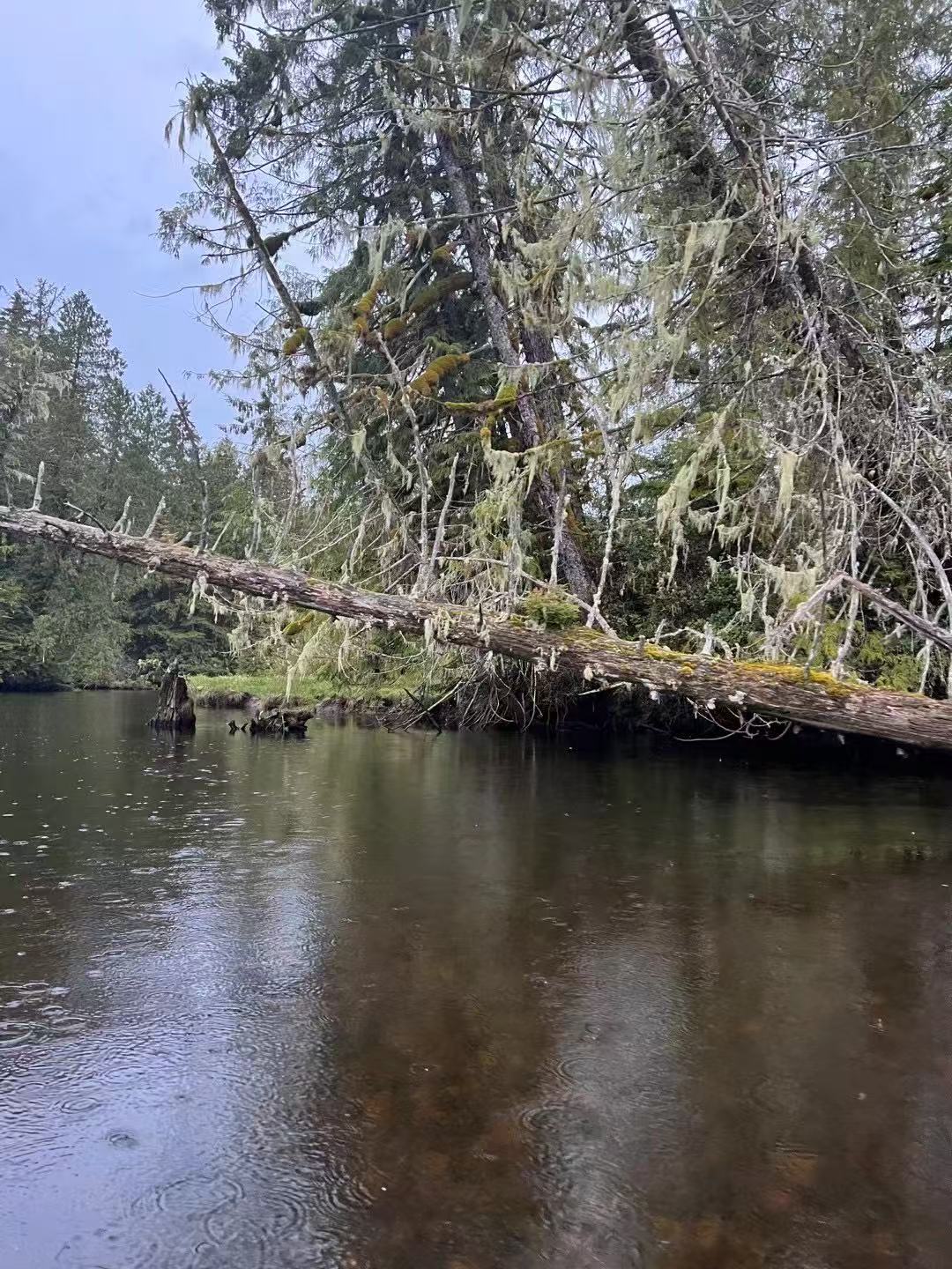 Koeye River